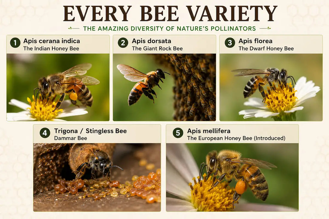 5 Bee Species Found in India — And the Honey Each One Makes
