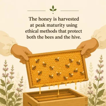 An illustrated scene showing a person in beekeeping sleeves holding a honeycomb frame with bees and honey dripping into a wooden hive box. Text above reads, 'The honey is harvested at peak maturity using ethical methods that protect both the bees and the hive.